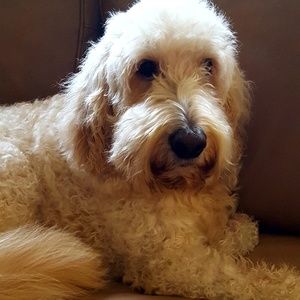 Meet your Posher, Dorothy